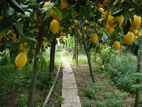 Thế nhưng, để chăm sóc được một vườn chanh quả sai trĩu cũng không phải là công việc đơn giản.