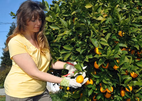 Các chủ vườn luôn phải chú ý tới từng công đoạn chăm sóc, bón phân đều đặn để cây phát triển tốt và cho quả căng tròn, mọng nước, năng suất cao.