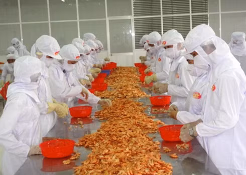 Tiếp đến là công đoạn làm sạch vỏ tôm: Có thể bóc vỏ tôm bằng phương pháp thủ công hoặc bằng máy móc công nghiệp.