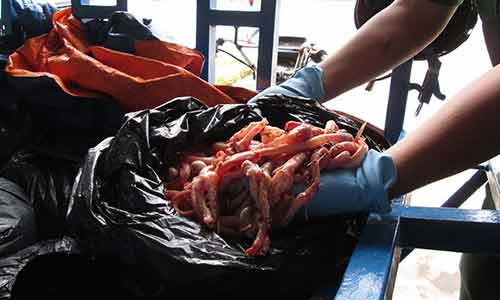 Số lòng vịt bẩn bị phát hiện trước khi đưa ra thị trường Ảnh: Ngọc ánh