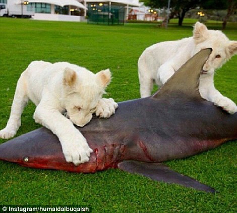 Đại gia Trung Đông còn mạnh tay mua cả cá mập về làm thức ăn cho bầy sư tử trắng.