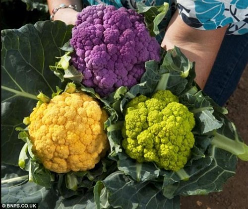 Cac loai rau qua doc de ra tien hinh anh