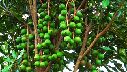 Thực tế canh tác cho thấy một cây mắc ca có thể cho tới 70 kg quả, và với giá hiện khoảng 15 USD/kg hạt thì Việt Nam chỉ cần 10 năm để phát triển 100.000 ha, và có thể đạt được kim ngạch khoảng 2 tỷ USD/năm. Cũng vì thế, người ta gọi mắc ca là cây "tỷ đô".