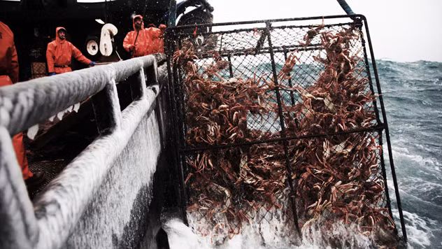 Việc khai thác cua hoàng đế Alaska cũng phải trả lệ phí. Nó dựa trên một phần hoặc tỷ lệ phần trăm của lợi nhuận sau thu hoạch. Thông thường, các khoản thu từ việc săn bắt sẽ chia theo số phần trăm cho các thành viên trên thuyền đánh bắt.