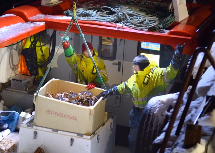 King crab đã trở thành một đối tượng thủy sản có giá trị xuất khẩu, mang lại giá trị kinh tế cao ở nhiều nước trên thế giới như Úc, Mỹ, Philippines. Dù loài cua này có giá trị kinh tế cao nhưng việc săn bắt chúng lại vô cùng khó khăn và nguy hiểm.