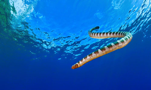 Theo thông tin trên BBC, mỗi năm, 80 tấn rắn biển có nọc độc được ngư dân đánh bắt tại vịnh Thái Lan.