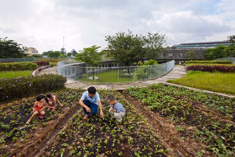 Thầy cô giáo và các trẻ cũng có thể lên phía mái nhà trồng rau.