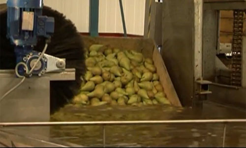 Khi về tới nhà máy, những thùng lê chín sẽ được đưa vào bể nước rửa sạch.