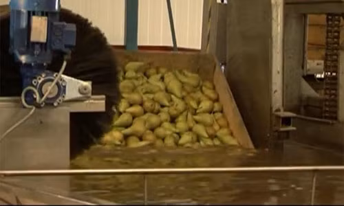 Khi về tới nhà máy, những thùng lê chín sẽ được đưa vào bể nước rửa sạch.