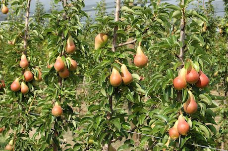 Bên cạnh đó, nó còn mang lại giá trị kinh tế cao vì là món hàng được ưa chuộng trên thị trường.