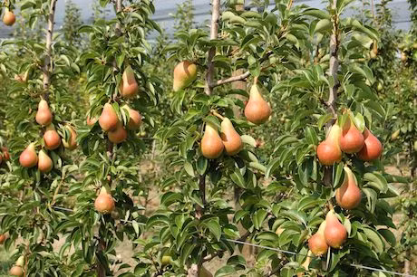 Bên cạnh đó, nó còn mang lại giá trị kinh tế cao vì là món hàng được ưa chuộng trên thị trường.