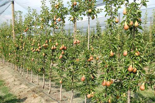 Những cây lê mảnh mai nhưng cho quả sai trĩu quả.