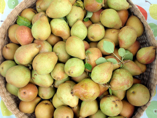 Những quả lê căng mọng được thu hái và đặt vào giỏ một cách cẩn thận, tránh bị dập nát.