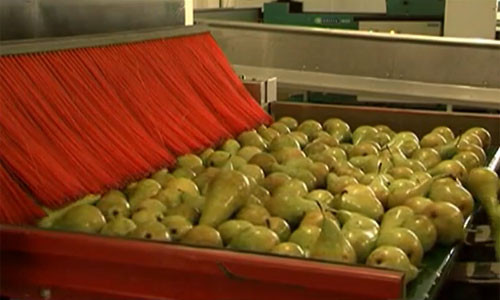  Những trái lê căng tròn được dây chuyền đưa đến công đoạn đóng gói.