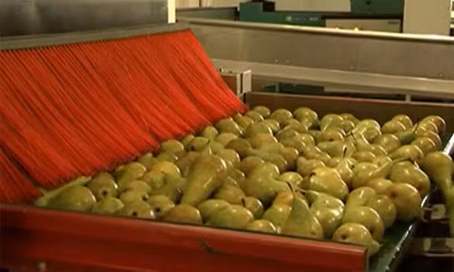  Những trái lê căng tròn được dây chuyền đưa đến công đoạn đóng gói.