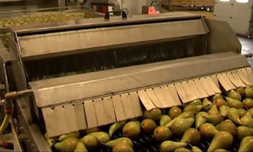 Sau khi được rửa sạch, những quả lê được đưa vào máy lau khô để chuẩn bị đưa ra phân loại, đóng gói.