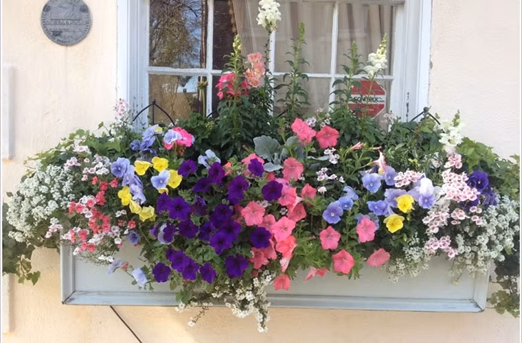 Những bồn hoa đầy sắc màu này không chỉ là đồ trang trí ngoài thất mà còn đem đến không khí thoáng mát cho phòng bạn.