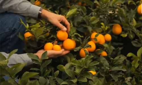 Loại chanh này có vỏ mỏng, rất mịn và màu cam nhạt.