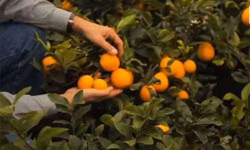 Loại chanh này có vỏ mỏng, rất mịn và màu cam nhạt.