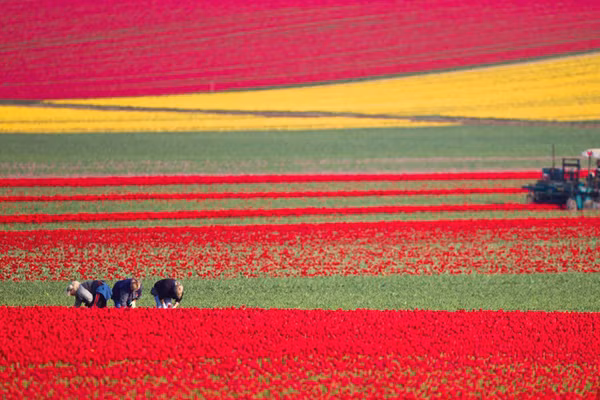 Để trồng được những chậu hoa tulip đẹp, đầu tiên bạn cần biết cách chọn củ giống. Khi mua củ giống cần chú ý không chọn những củ đã bị thâm hat méo mó, mềm nhũn.