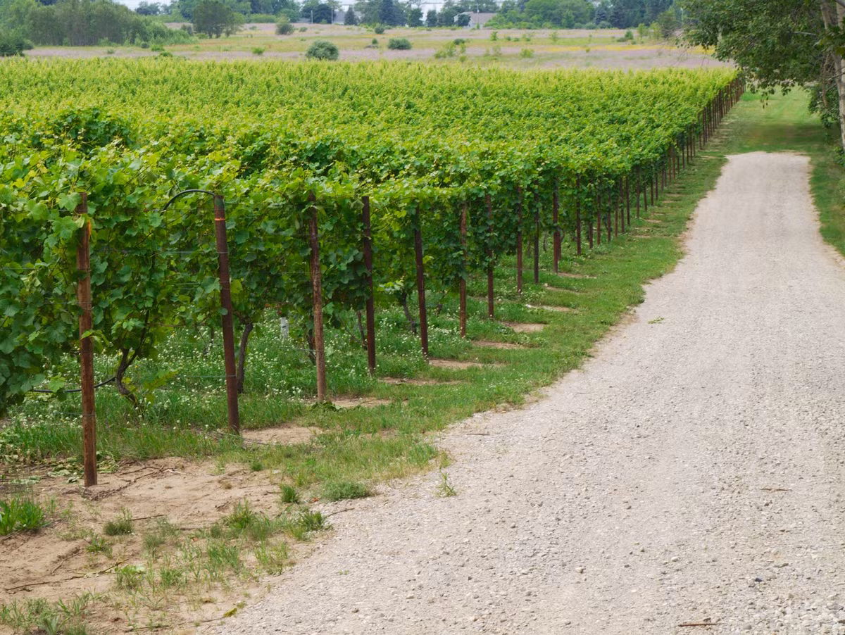 Một trong những vùng trồng nho và cất rượu vang nổi tiếng nhất của nước Mỹ chính là thung lũng Napa.