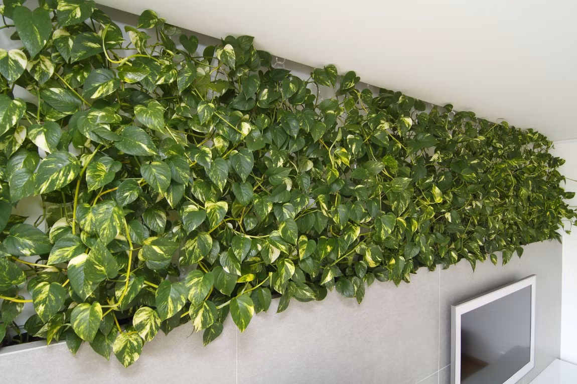 Ban ngày, bức tường xanh lá cây này là tâm điểm của toàn bộ không gian.