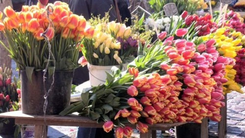 Tulip có thể được thu hoạch 35-42 ngày sau khi trồng. Với một lọ hoa tulip xinh đẹp, cả ngôi nhà bạn sẽ trông sáng sủa hẳn lên.