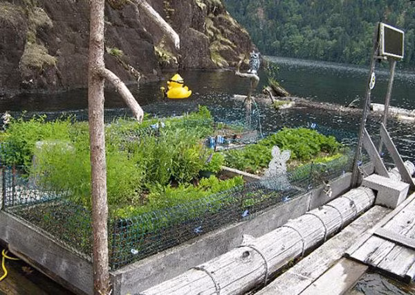 Cạnh ngôi nhà còn có một bến thuyền, một nhà kho và thậm chí cả một vườn rau nổi.