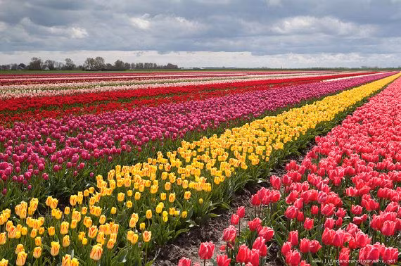 Bong bóng hoa tulip Hà Lan là khủng hoảng bong bóng đầu cơ tài sản đầu tiên được ghi nhận, khi giá cả không ngừng tăng vọt rồi sau đó lao dốc một cách thảm hại.