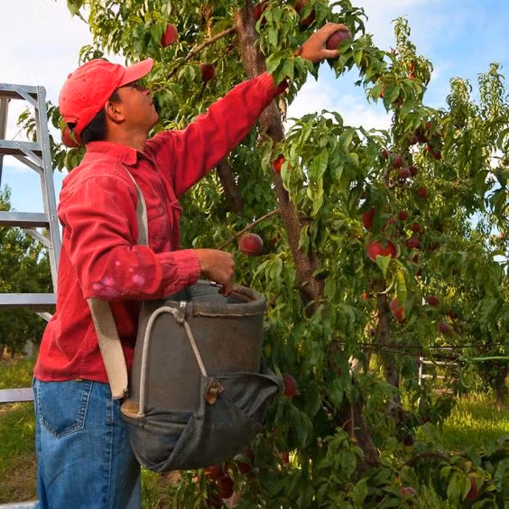 Công nhân bắt tay vào vụ thu hoạch đào...