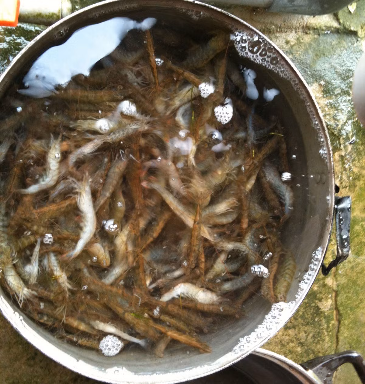 Rửa tôm: Hoà tan cứ mỗi 1 lít nước + 10gr phèn chua (alum) tán mịn. Tôm để nguyên con cả đầu, cả vỏ, rửa qua tôm trong nước phèn chua chừng vài phút, vớt ra, vẩy cho thật ráo. Rửa tôm với phèn chua là chỉ dùng cho tôm ướp nước đá, có tác dụng làm cho nạc tôm săn lại, sạch nhớt do tôm đã ngã chết. Nếu có tôm tươi sống, còn búng nhảy khi làm thì không cần rửa qua nước phèn chua.