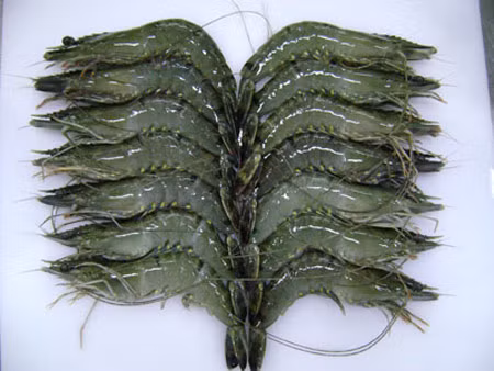 Tôm phải được luộc trong nước thật sôi từ 5-6 phút, rồi mới cho muối vào luộc tiếp khoảng 4 phút nữa sau đó đem ra phơi hoặc sấy khô thủ công.