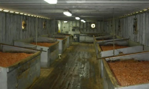 Gia đình ông Robert sở hữu một trong những cơ sở chế biến và kinh doanh tôm khô sớm nhất bang Lousiana. Robert kể lại, cha của ông đã học cách chế biến và bảo quản tôm khô từ những người Trung Quốc rồi từ đó tự phát triển sự nghiệp của gia đình.