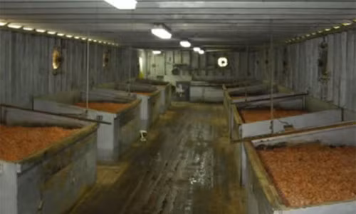 Gia đình ông Robert sở hữu một trong những cơ sở chế biến và kinh doanh tôm khô sớm nhất bang Lousiana. Robert kể lại, cha của ông đã học cách chế biến và bảo quản tôm khô từ những người Trung Quốc rồi từ đó tự phát triển sự nghiệp của gia đình.