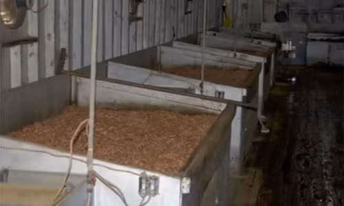 Trước đây, việc chế biến tôm khô thường được làm thủ công nhưng ngày nay, máy móc phát triển, người ta không còn thấy công nhân bóc tôm bằng tay như trước nữa.