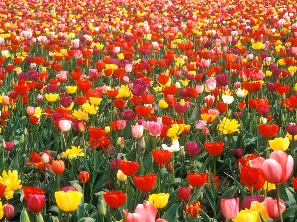 Tulip là loài hoa có thể ra hoa quanh năm, đặc biệt là vào mùa xuân. Đến mùa đông, tất cả các bộ phận khác của hoa tulip đều rụng hết để lại những búp nằm trong lòng đất để tích trữ chất dinh dưỡng.