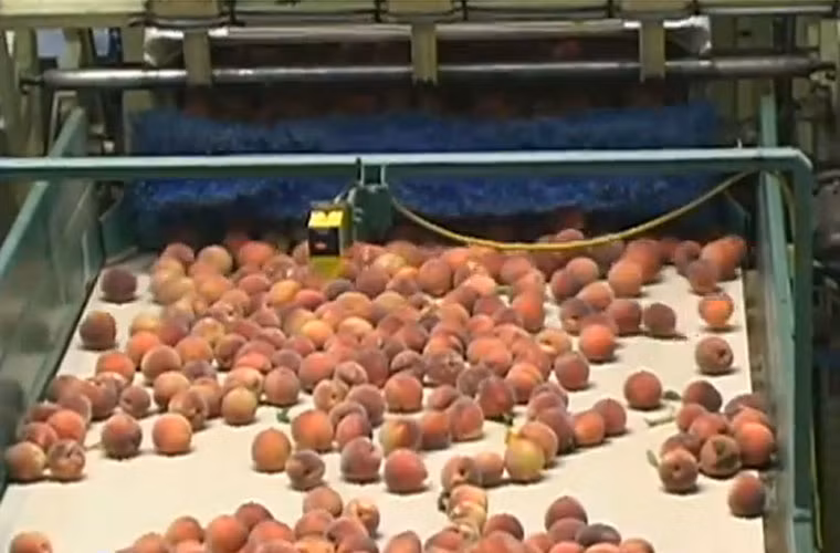 Những trái đào tươi ngon sau khi được rửa sạch.