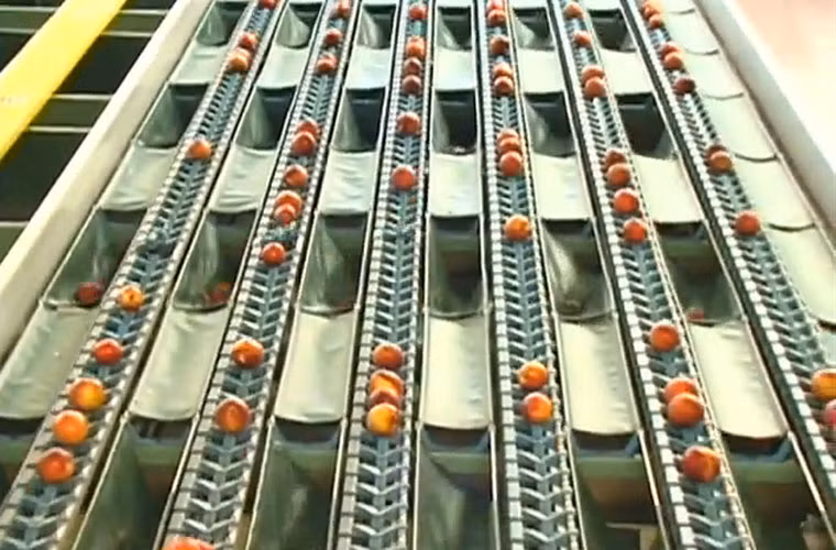 Những quả đào chạy trên dây chuyền nhỏ để đưa vào máy dán tem.