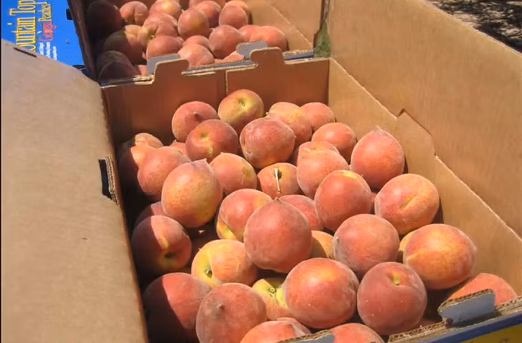Những trái đào được chất vào thùng cẩn thận để tránh dập nát.