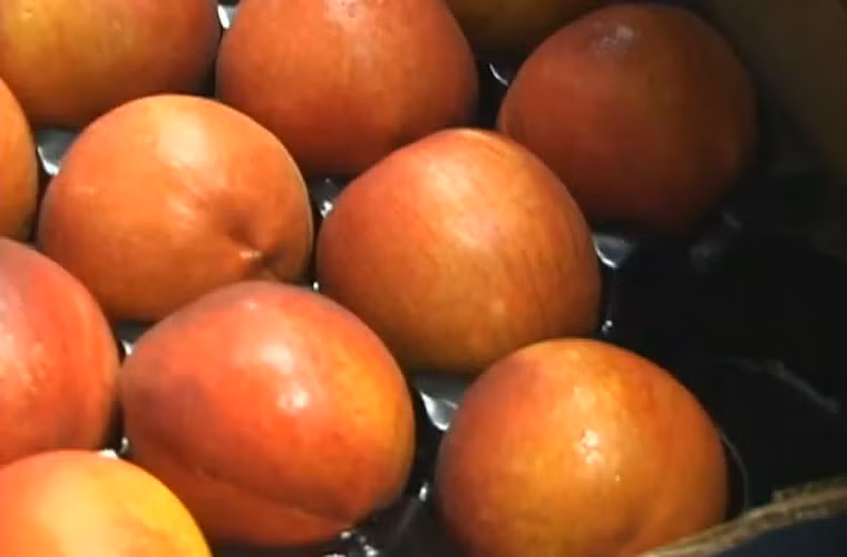 Những trái đào căng mọng sẽ nhanh chóng được phân phối ra thị trường, bày bán tại các siêu thị, cửa hàng hoa quả.