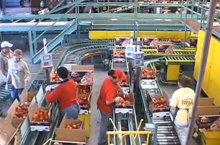 Cuối cùng, các công nhân sẽ làm công việc đóng gói từng hộp đào theo tiêu chuẩn của nhà máy.