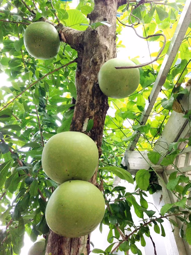 Dao tien ho lo gia chat hon 1 trieu dong/cap o mien Tay