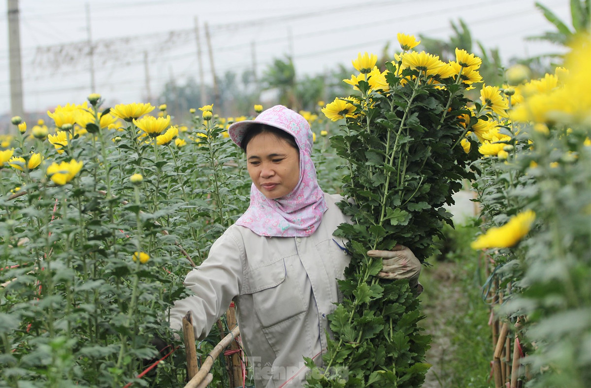 Để có những bông hoa đẹp, nở đúng thời điểm, là rất nhiều công đoạn gieo trồng, chăm bón, tỉa tót, thu hái và đem bán.