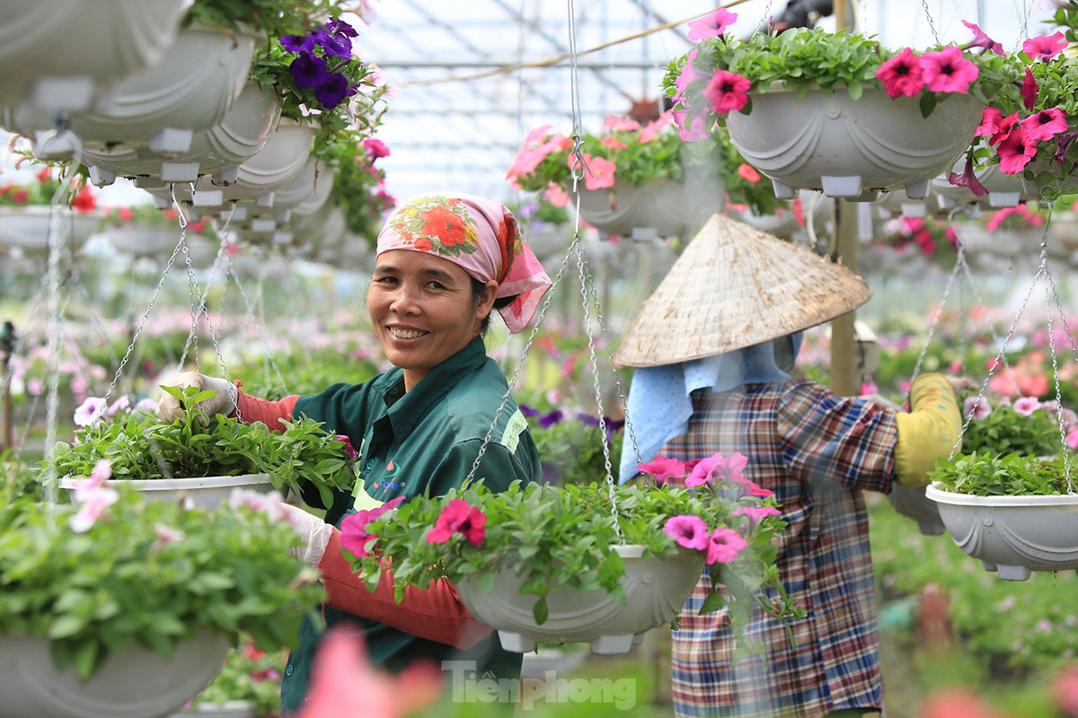 Với những người phụ nữ làng hoa, mong ước lớn nhất là mưa thuận, gió hòa cho cây hoa lên tốt; giá hoa trên thị trường ổn định… giúp người trồng hoa có thêm thu nhập, cải thiện, nâng cao chất lượng cuộc sống gia đình.