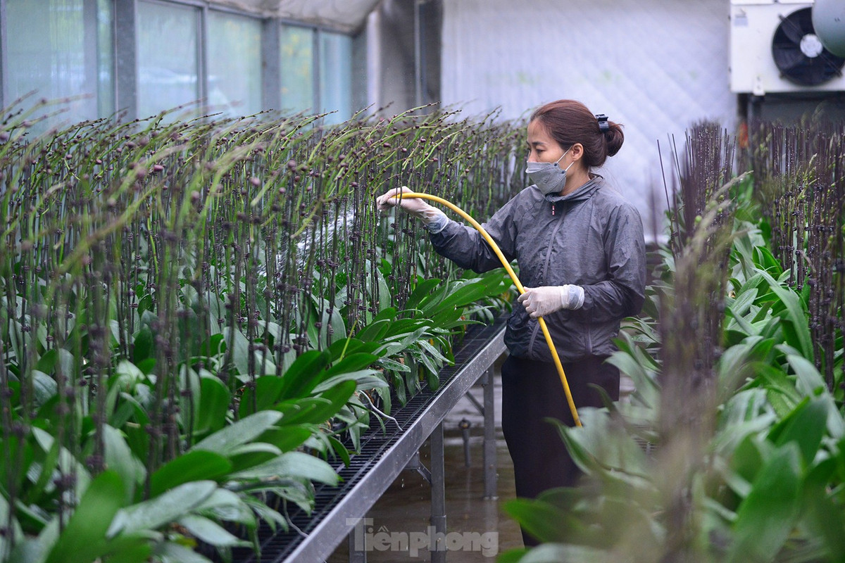 Trong những việc tỉ mẩn và nặng nhọc ấy, vai trò của người phụ nữ là không thể thiếu.