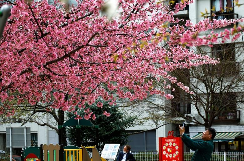 Hoa anh đào ở Tokyo, Nhật Bản. Ảnh: Reuters.