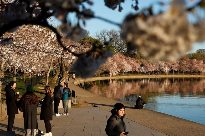 Hoa anh đào nở rộ ở thủ đô Washington, Mỹ, thu hút hàng nghìn du khách, người dân tới tham quan. Ảnh: Reuters.