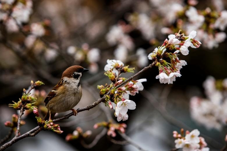 Hàng vạn bông hoa cùng khoe sắc rực rỡ, tạo nên khung cảnh đẹp như cổ tích. Ảnh: Reuters.