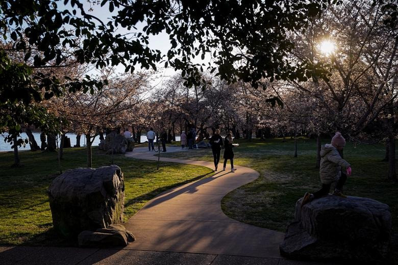 Khách tham quan hoa anh đào ở Tidal Basin ở Washington, Mỹ ngày 19/3. Ảnh: Reuters.