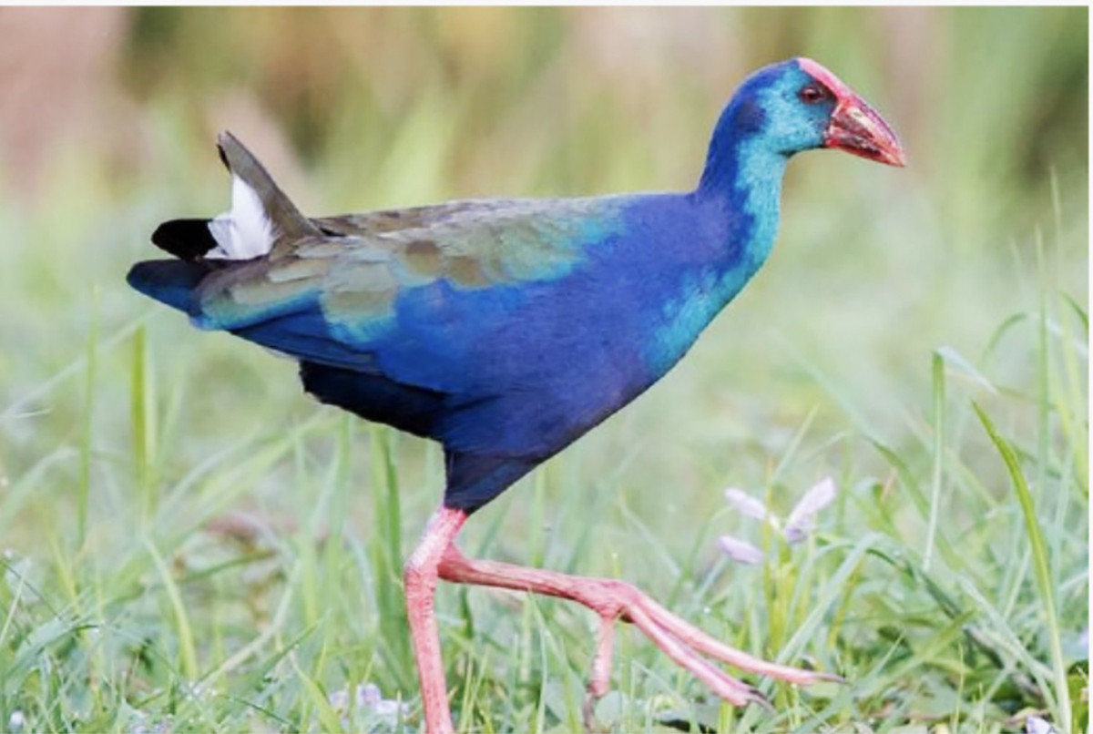 Để tiến sâu hơn vào vùng lõi rừng tràm Trà Sư, ghé thăm những ngôi làng, đặc biệt là làng nghề thủ công mỹ nghệ của người dân tộc, khu nuôi ong lấy mật để trải nghiệm và hiểu hơn về cuộc sống nơi đây, du khách lựa chọn dịch vụ ngồi thuyền máy.